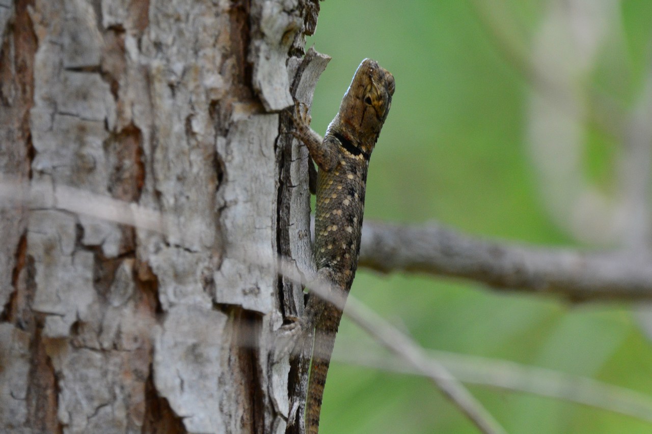 Sceloporus bimaculosus